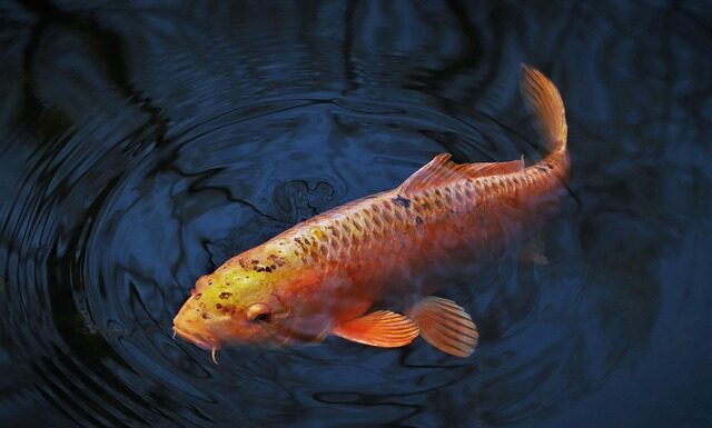 Czy litewski i łotewski są podobne?