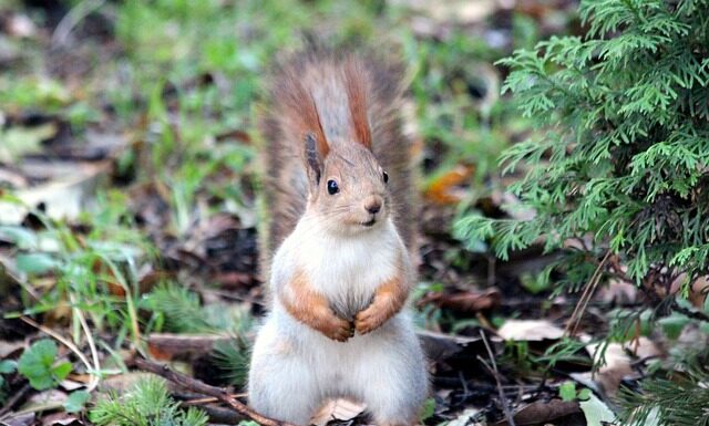 Czy Litwa Łotwa i Estonia należały do Rosji?