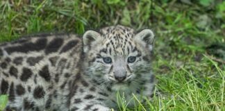 Ile Polska ma Leopard 2?