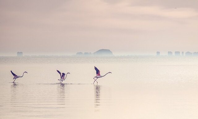 Kiedy flamingi w Tunezji?